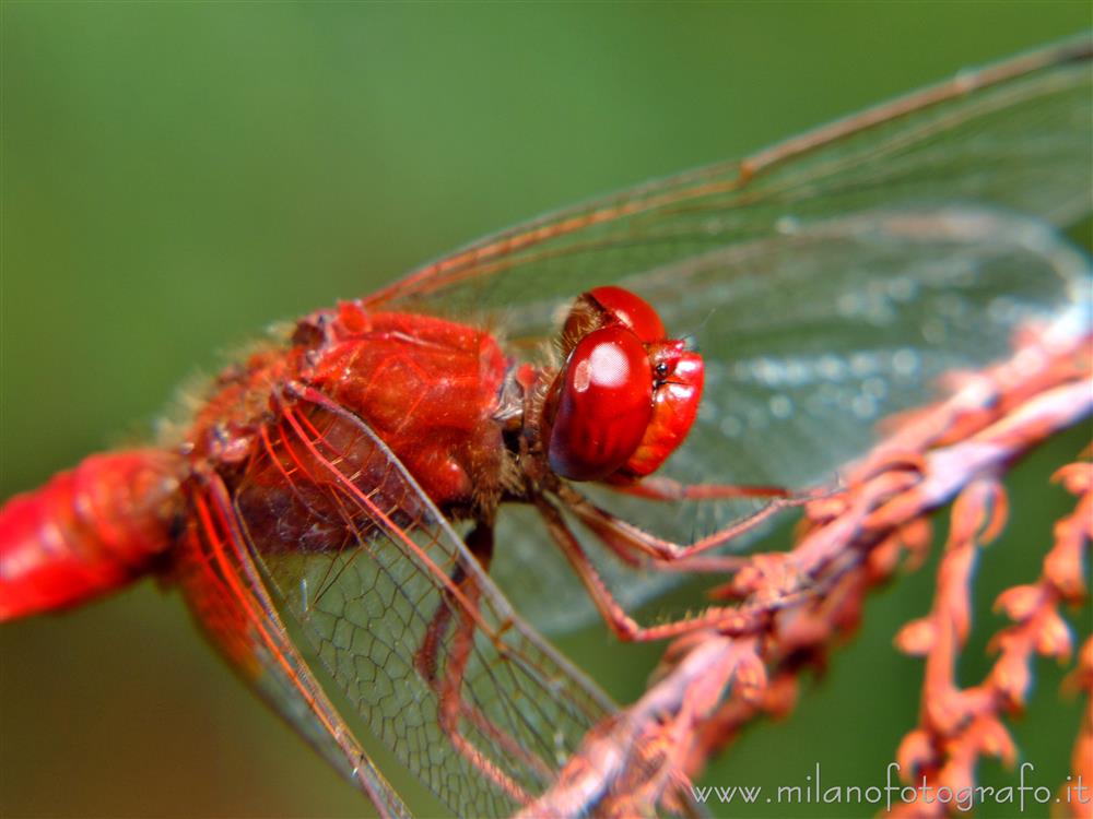 Cadrezzate (Varese) - Crocothemis erythraea su un rametto